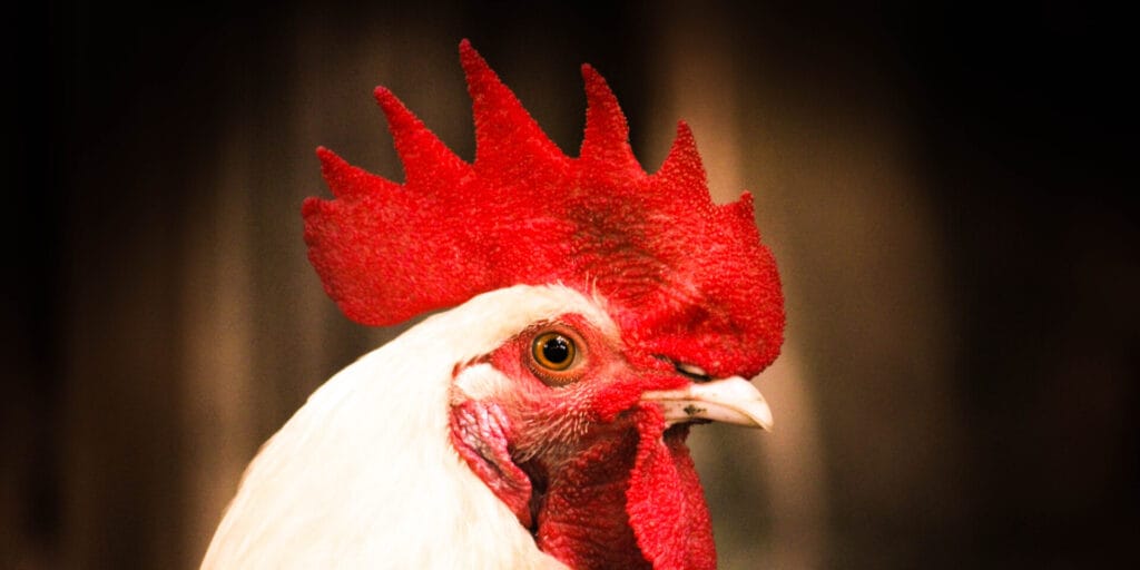 Is a world without chicken possible?